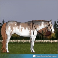 Horse Color:White Spotted Liver Red Dun Sabino Rabicano