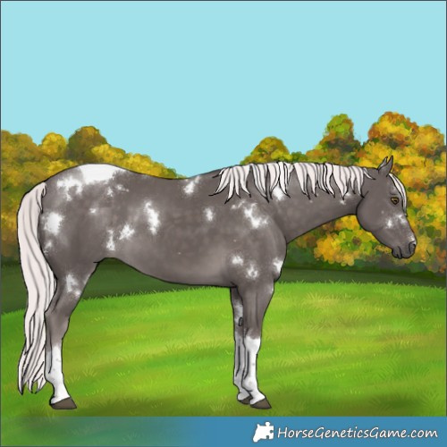 Horse Color:Platinum White Spotted Chocolate Palomino Tobiano 