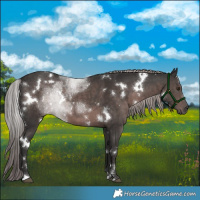 Horse Color:Platinum White Spotted Liver Chestnut 