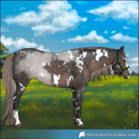 Horse Color:Platinum White Spotted Liver Chestnut Sabino 