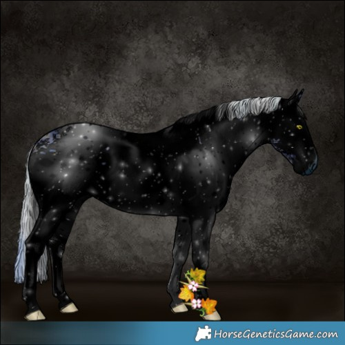 Horse Color:ERROR: UNKNOWN ANOMALY