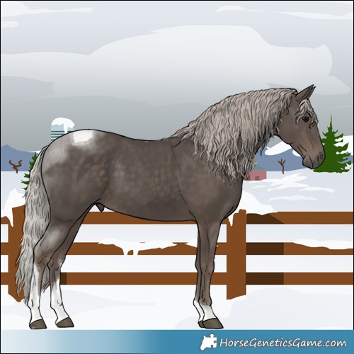 Horse Color:Silver Black Tobiano