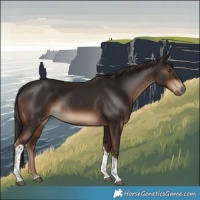 Horse Color:Liver Chestnut Tobiano Rabicano 