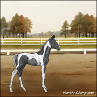 Horse Color:Silver Black Chinchilla Tobiano Rabicano 