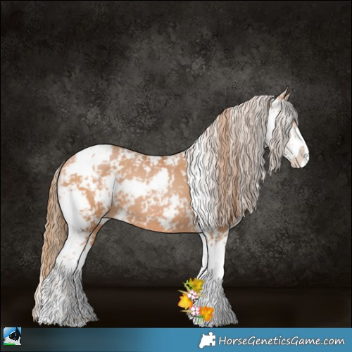 Horse Color:Bay Pearl Sabino 