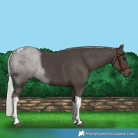 Horse Color:Silver Black Tobiano 
