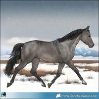 Horse Color:Grullo Rabicano 