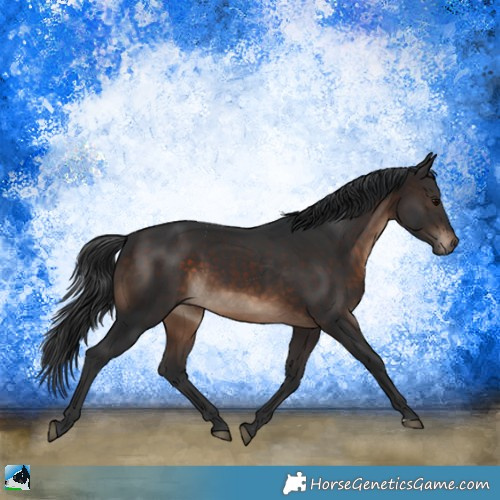 Horse Color:Brown Sabino Rabicano 