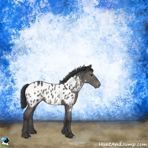 Horse Color:Grullo Appaloosa 