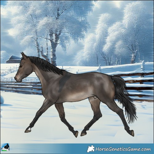 Horse Color:Brown Dun 