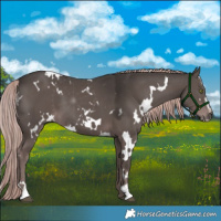 Horse Color:Platinum White Spotted Liver Chestnut Sabino 