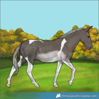 Horse Color:Silver Black Tobiano 