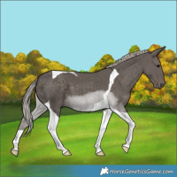 Horse Color:Silver Black Tobiano