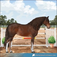 Horse Color:Liver Chestnut Tobiano Rabicano 