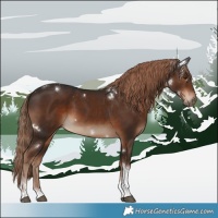 Horse Color:White Spotted Liver Chestnut Tobiano 