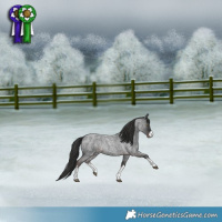 Horse Color:Platinum White Spotted Liver Red Roan Rabicano