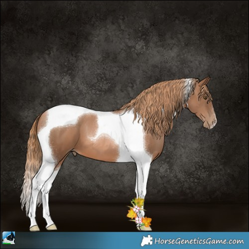 Horse Color:Liver Chestnut Pearl Tobiano 