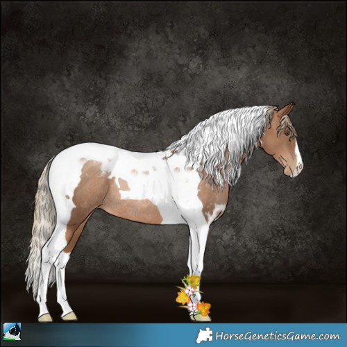 Horse Color:Liver Chestnut Pearl Tobiano Rabicano 