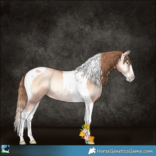Horse Color:Gold Champagne Pearl Onyx Splash Tobiano Rabicano 