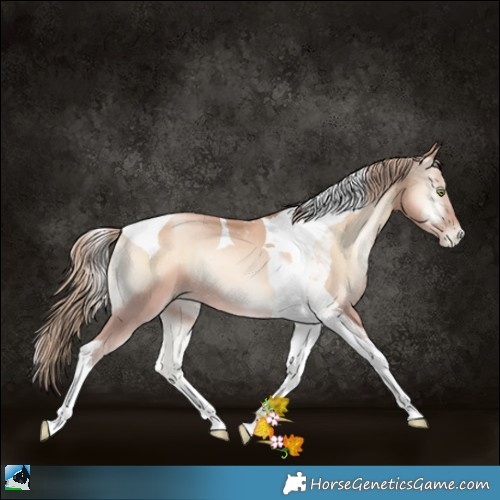 Horse Color:Gold Champagne Pearl Onyx Tobiano