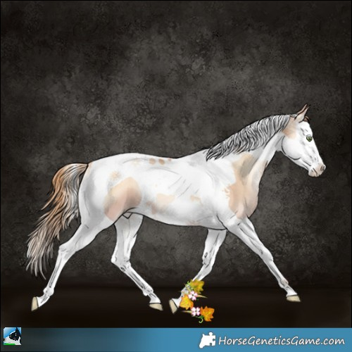 Horse Color:Gold Champagne Pearl Onyx Splash Tobiano 