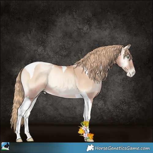 Horse Color:Gold Champagne Pearl Onyx Tobiano Rabicano 