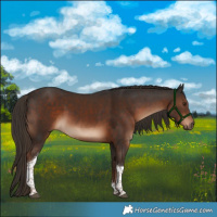 Horse Color:Liver Chestnut Tobiano 