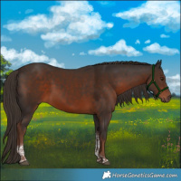 Horse Color:Liver Chestnut Tobiano 
