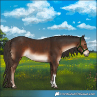 Horse Color:Liver Chestnut Tobiano 