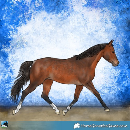 Horse Color:Bay Sabino Rabicano