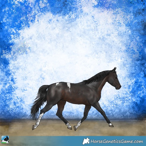 Horse Color:Brown Tobiano 