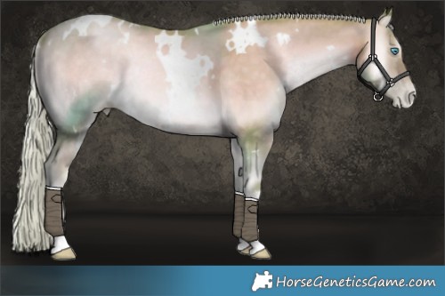 Horse Color:Watercolor White Spotted Chocolate Palomino Snowdrop Onyx 
