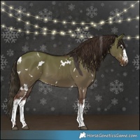 Horse Color:White Spotted Liver Red Dun 