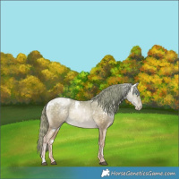 Horse Color:White Spotted Buckskin Pearl Sabino Rabicano 
