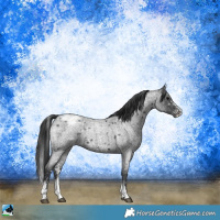 Horse Color:Blue Roan Sabino Snowcap 