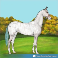 Horse Color:Painted Silver Blue Onyx Roan Appaloosa 