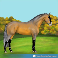 Horse Color:Watercolor Bay Splash 