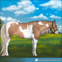 Horse Color:Liver Chestnut Pearl Tobiano