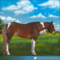 Horse Color:Liver Chestnut Tobiano 