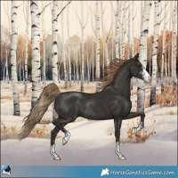 Horse Color:Liver Chestnut Sabino Rabicano 