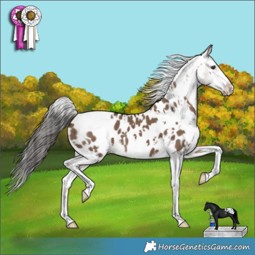 Horse Color:White Spotted Liver Red Dun Appaloosa 