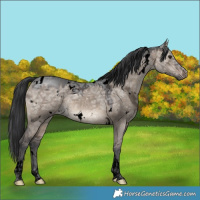 Horse Color:Void White Spotted Brown Ice Dun Tobiano