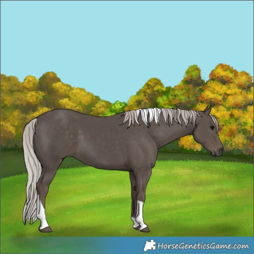 Horse Color:Silver Black Tobiano 