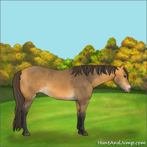 Horse Color:Buckskin