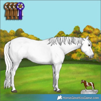 Horse Color:Gray Silver Black Tobiano 