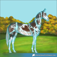 Horse Color:Thunderstruck White Spotted Liver Chestnut Splash 