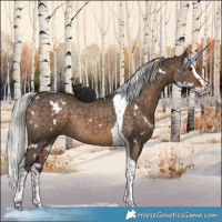 Horse Color:White Spotted Silver Brown Dun Splash Tobiano