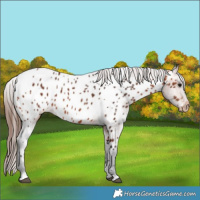 Horse Color:Bay Appaloosa 