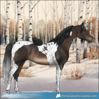 Horse Color:Brown Tobiano Rabicano