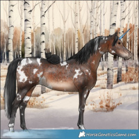 Horse Color:White Spotted Brown Rabicano 